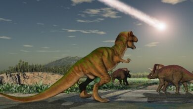 عالم يكتشف طبيعة الكويكب الذي قضى على الديناصورات ويحدد مصدره